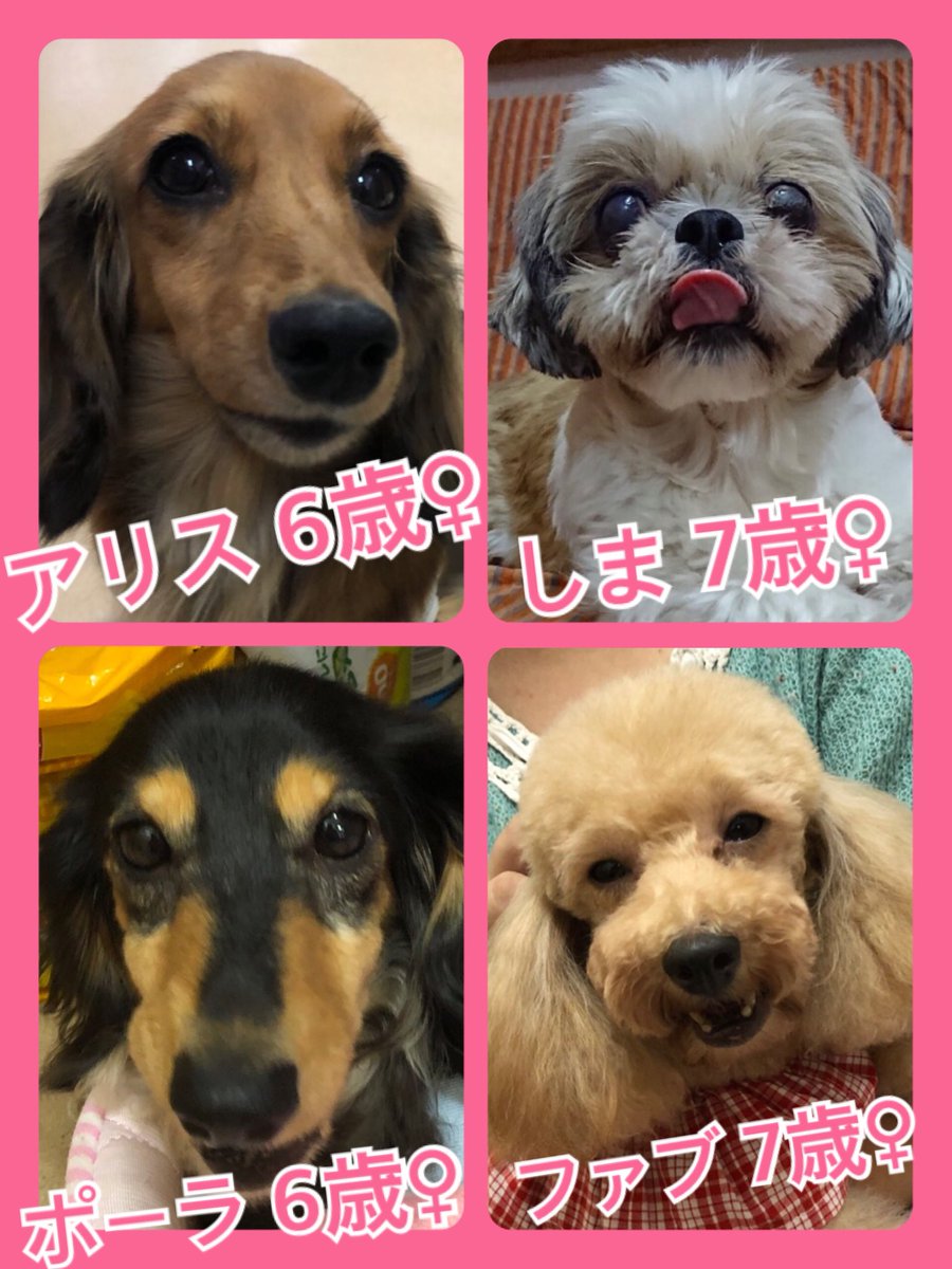 🐾今日はワンニャン🐶🐱の日🐾今日の里親様募集中ワンコ🐶メンバーです🐾2019,9,12